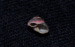 Cantharidella picturata