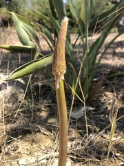 Drimia numidica