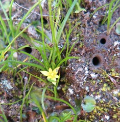Pauridia glabella glabella