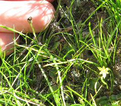 Pauridia glabella glabella