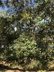 Ficus opposita