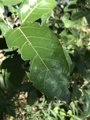 Ficus opposita