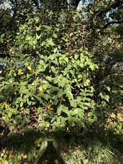 Ficus opposita