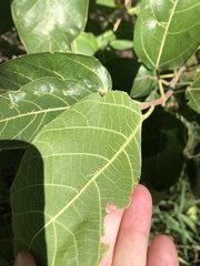 Ficus opposita