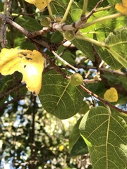 Ficus opposita