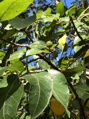 Ficus opposita