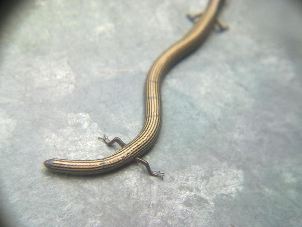 Lined Supple Skink