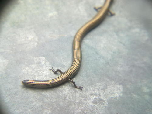 Lined Supple Skink