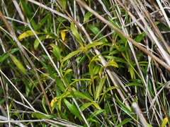 Ranunculus diminutus