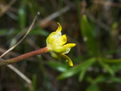 Ranunculus diminutus