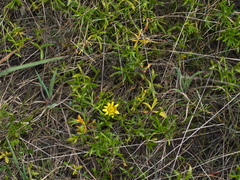 Ranunculus diminutus
