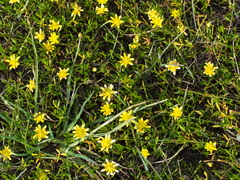 Ranunculus diminutus