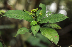 Psychotria cyanopharynx