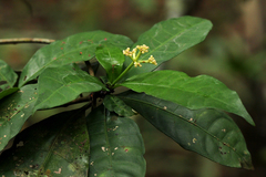 Psychotria cyanopharynx