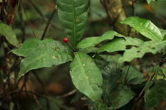 Psychotria cyanopharynx