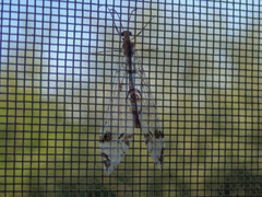 Dendroleon pantherinus