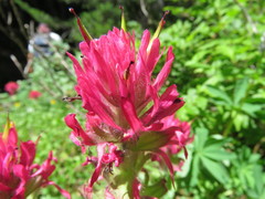 Castilleja parviflora oreopola