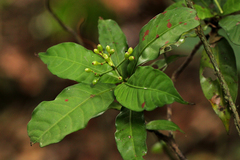 Psychotria cyanopharynx