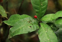 Psychotria cyanopharynx