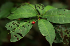 Psychotria cyanopharynx