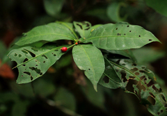 Psychotria cyanopharynx