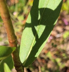 Solidago odora odora