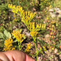 Solidago odora odora