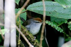 Fiji Bush Warbler photo 2