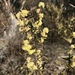 Acacia siculiformis - Photo (c) kattreegypsy, alguns direitos reservados (CC BY-NC)