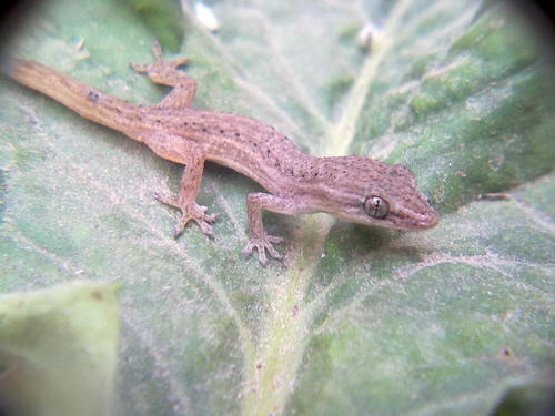 Graceful Leaf-toed Gecko, Hemidactylus gracilis