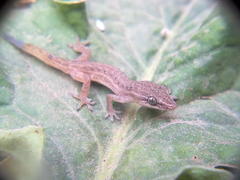 Hemidactylus gracilis