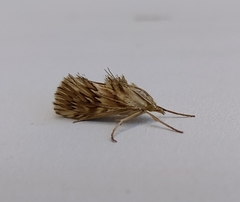 Cynaeda dentalis