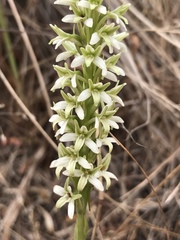 Platanthera elegans elegans