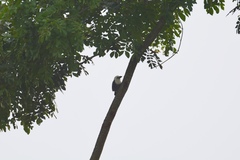 Lybius leucocephalus