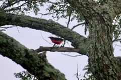 Laniarius erythrogaster