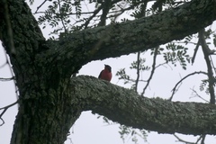 Laniarius erythrogaster