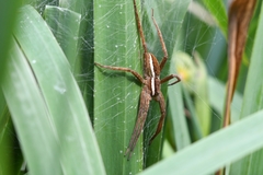 Dolomedes angustivirgatus