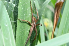 Dolomedes angustivirgatus