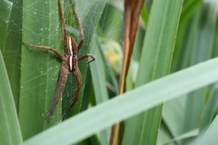 Dolomedes angustivirgatus