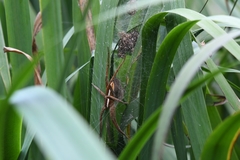 Dolomedes angustivirgatus