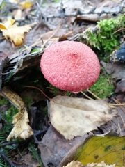 Suillus asiaticus