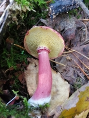 Suillus asiaticus