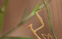 Mantis religiosa