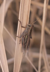 Eyprepocnemis plorans