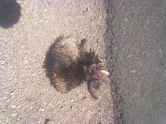 Paraechinus micropus