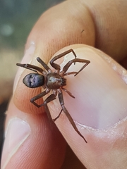 Sagana rutilans