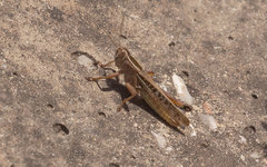 Eyprepocnemis plorans