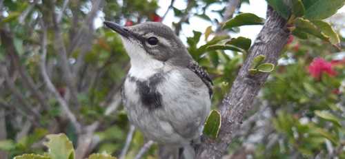 Cape Wagtail