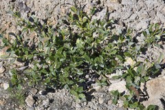 Salix saxatilis