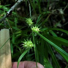 Carex bullata